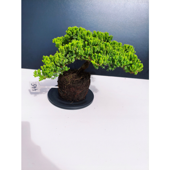 Żywe Drzewko Bonsai Jałowiec Rozesłany Procumbens 11-letni +GRATIS 445