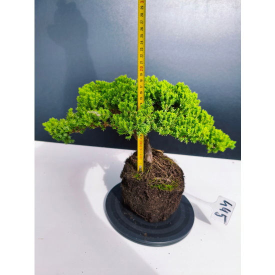 Żywe Drzewko Bonsai Jałowiec Rozesłany Procumbens 11-letni +GRATIS 445
