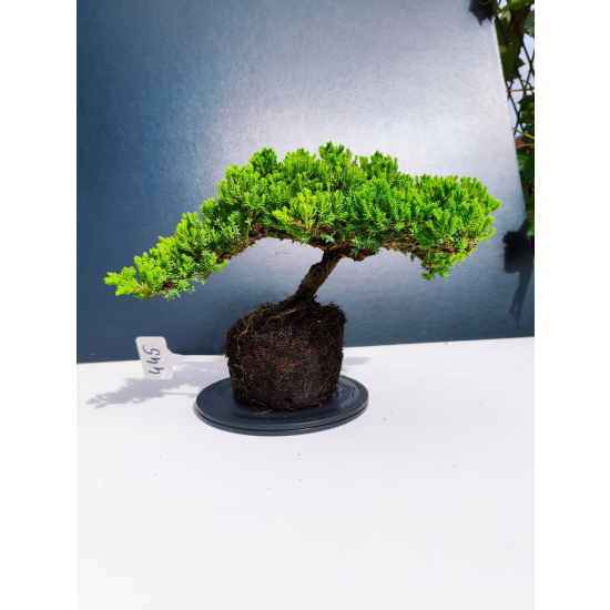 Żywe Drzewko Bonsai Jałowiec Rozesłany Procumbens 11-letni +GRATIS 445