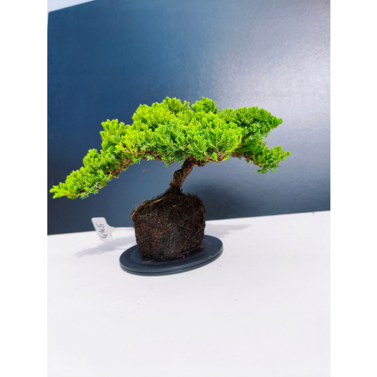 Żywe Drzewko Bonsai Jałowiec Rozesłany Procumbens 11-letni +GRATIS 445