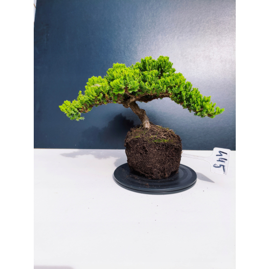 Żywe Drzewko Bonsai Jałowiec Rozesłany Procumbens 11-letni +GRATIS 445