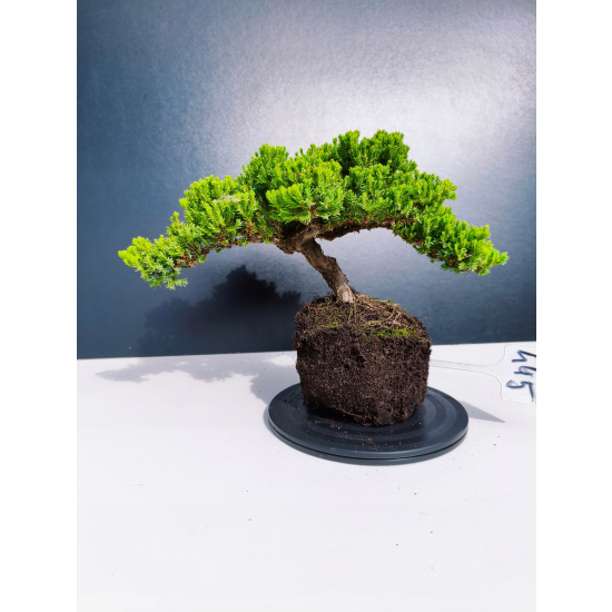 Żywe Drzewko Bonsai Jałowiec Rozesłany Procumbens 11-letni +GRATIS 445