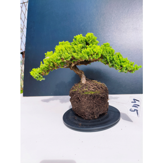 Żywe Drzewko Bonsai Jałowiec Rozesłany Procumbens 11-letni +GRATIS 445