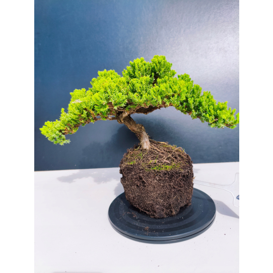 Żywe Drzewko Bonsai Jałowiec Rozesłany Procumbens 11-letni +GRATIS 445