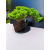Żywe Drzewko Bonsai Jałowiec Rozesłany Procumbens 11-letni +GRATIS 428