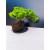 Żywe Drzewko Bonsai Jałowiec Rozesłany Procumbens 11-letni +GRATIS 428