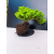 Żywe Drzewko Bonsai Jałowiec Rozesłany Procumbens 11-letni +GRATIS 428