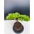 Żywe Drzewko Bonsai Jałowiec Rozesłany Procumbens 11-letni +GRATIS 428