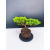 Żywe Drzewko Bonsai Jałowiec Rozesłany Procumbens 11-letni +GRATIS 428