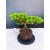 Żywe Drzewko Bonsai Jałowiec Rozesłany Procumbens 11-letni +GRATIS 428