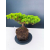 Żywe Drzewko Bonsai Jałowiec Rozesłany Procumbens 11-letni +GRATIS 428