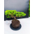 Żywe Drzewko Bonsai Jałowiec Rozesłany Procumbens 11-letni +GRATIS 428