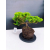 Żywe Drzewko Bonsai Jałowiec Rozesłany Procumbens 11-letni +GRATIS 428