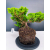Żywe Drzewko Bonsai Jałowiec Rozesłany Procumbens 11-letni +GRATIS 428