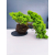 Żywe Drzewko Bonsai Jałowiec Rozesłany Procumbens 11-letni +GRATIS 428