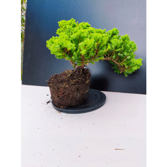 Żywe Drzewko Bonsai Jałowiec Rozesłany Procumbens 11-letni +GRATIS 428