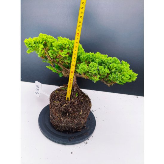 Żywe Drzewko Bonsai Jałowiec Rozesłany Procumbens 11-letni +GRATIS 428