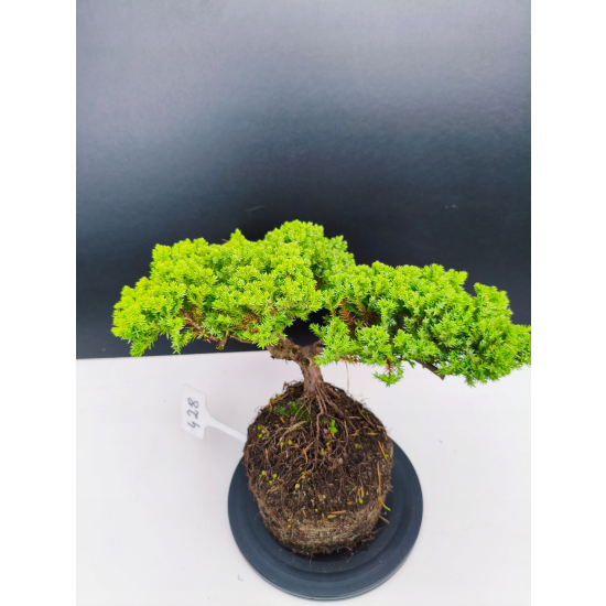 Żywe Drzewko Bonsai Jałowiec Rozesłany Procumbens 11-letni +GRATIS 428