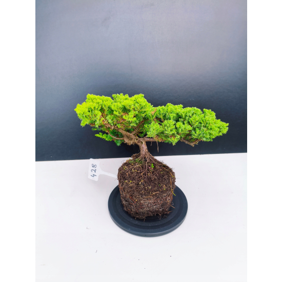 Żywe Drzewko Bonsai Jałowiec Rozesłany Procumbens 11-letni +GRATIS 428