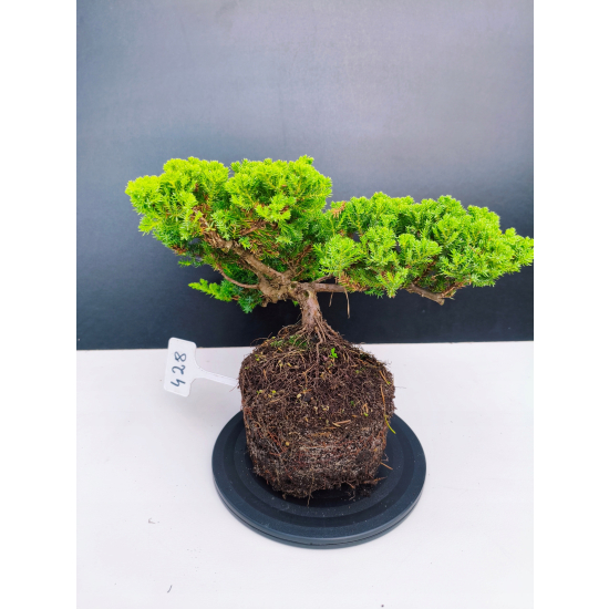 Żywe Drzewko Bonsai Jałowiec Rozesłany Procumbens 11-letni +GRATIS 428