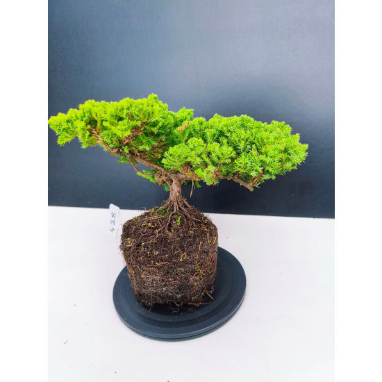 Żywe Drzewko Bonsai Jałowiec Rozesłany Procumbens 11-letni +GRATIS 428