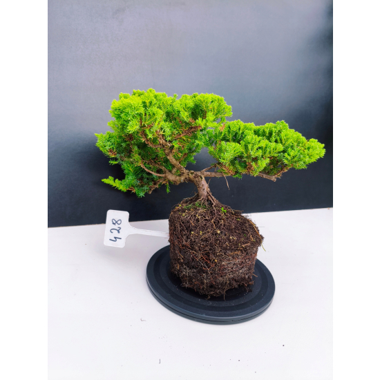 Żywe Drzewko Bonsai Jałowiec Rozesłany Procumbens 11-letni +GRATIS 428