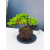 Żywe Drzewko Bonsai Jałowiec Rozesłany Procumbens 11-letni +GRATIS 429