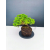 Żywe Drzewko Bonsai Jałowiec Rozesłany Procumbens 11-letni +GRATIS 429