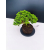 Żywe Drzewko Bonsai Jałowiec Rozesłany Procumbens 11-letni +GRATIS 429