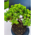 Żywe Drzewko Bonsai Jałowiec Rozesłany Procumbens 11-letni +GRATIS 429