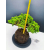 Żywe Drzewko Bonsai Jałowiec Rozesłany Procumbens 11-letni +GRATIS 429
