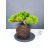 Żywe Drzewko Bonsai Jałowiec Rozesłany Procumbens 11-letni +GRATIS 429