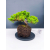 Żywe Drzewko Bonsai Jałowiec Rozesłany Procumbens 11-letni +GRATIS 429
