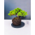 Żywe Drzewko Bonsai Jałowiec Rozesłany Procumbens 11-letni +GRATIS 429