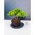 Żywe Drzewko Bonsai Jałowiec Rozesłany Procumbens 11-letni +GRATIS 429