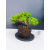 Żywe Drzewko Bonsai Jałowiec Rozesłany Procumbens 11-letni +GRATIS 429