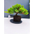 Żywe Drzewko Bonsai Jałowiec Rozesłany Procumbens 11-letni +GRATIS 429