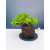 Żywe Drzewko Bonsai Jałowiec Rozesłany Procumbens 11-letni +GRATIS 429