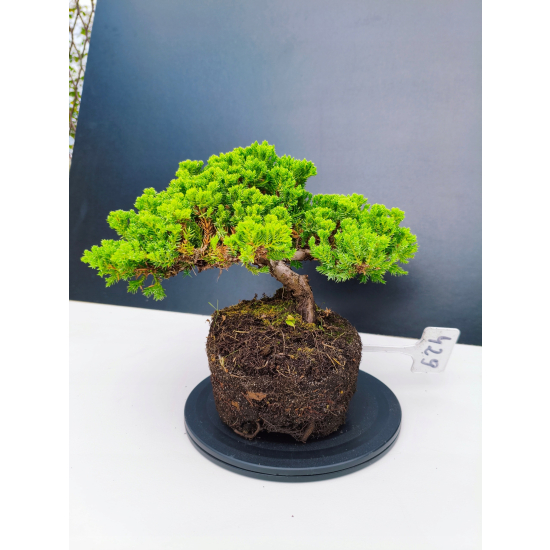 Żywe Drzewko Bonsai Jałowiec Rozesłany Procumbens 11-letni +GRATIS 429