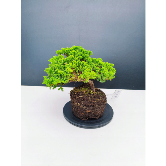 Żywe Drzewko Bonsai Jałowiec Rozesłany Procumbens 11-letni +GRATIS 429