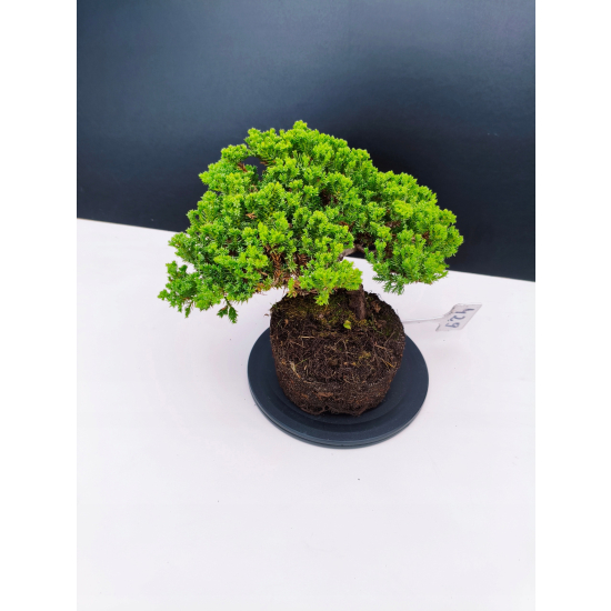 Żywe Drzewko Bonsai Jałowiec Rozesłany Procumbens 11-letni +GRATIS 429