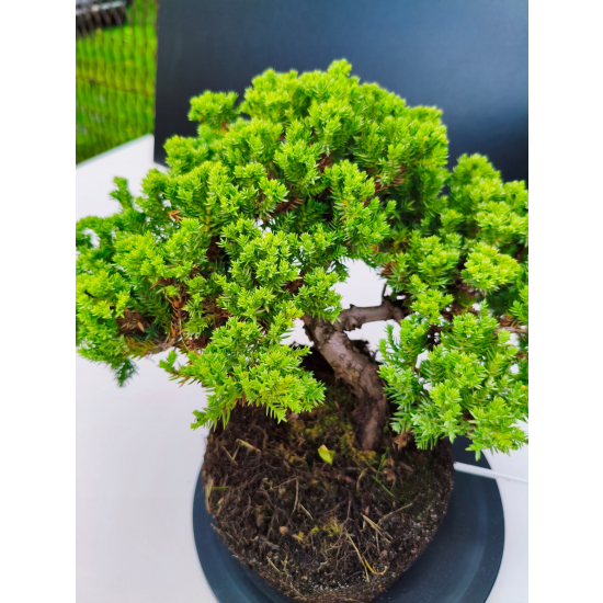 Żywe Drzewko Bonsai Jałowiec Rozesłany Procumbens 11-letni +GRATIS 429