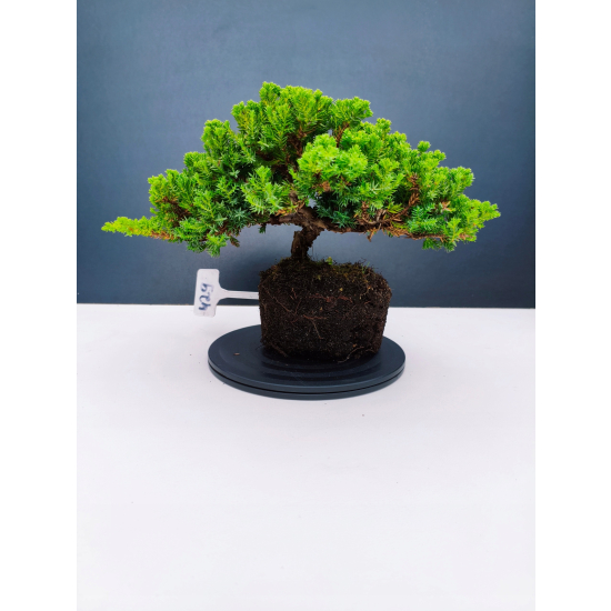 Żywe Drzewko Bonsai Jałowiec Rozesłany Procumbens 11-letni +GRATIS 429