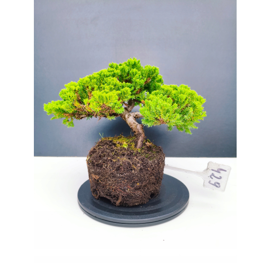 Żywe Drzewko Bonsai Jałowiec Rozesłany Procumbens 11-letni +GRATIS 429
