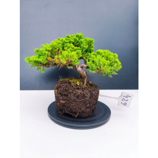 Żywe Drzewko Bonsai Jałowiec Rozesłany Procumbens 11-letni +GRATIS 429