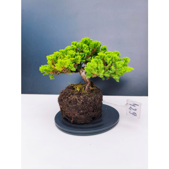 Żywe Drzewko Bonsai Jałowiec Rozesłany Procumbens 11-letni +GRATIS 429