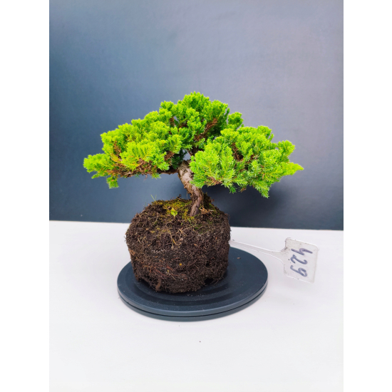 Żywe Drzewko Bonsai Jałowiec Rozesłany Procumbens 11-letni +GRATIS 429
