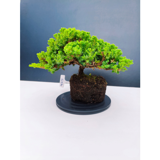 Żywe Drzewko Bonsai Jałowiec Rozesłany Procumbens 11-letni +GRATIS 429