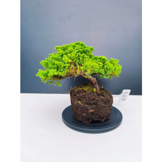 Żywe Drzewko Bonsai Jałowiec Rozesłany Procumbens 11-letni +GRATIS 429