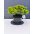 Żywe Drzewko Bonsai Jałowiec Rozesłany Procumbens 11-letni +GRATIS 441